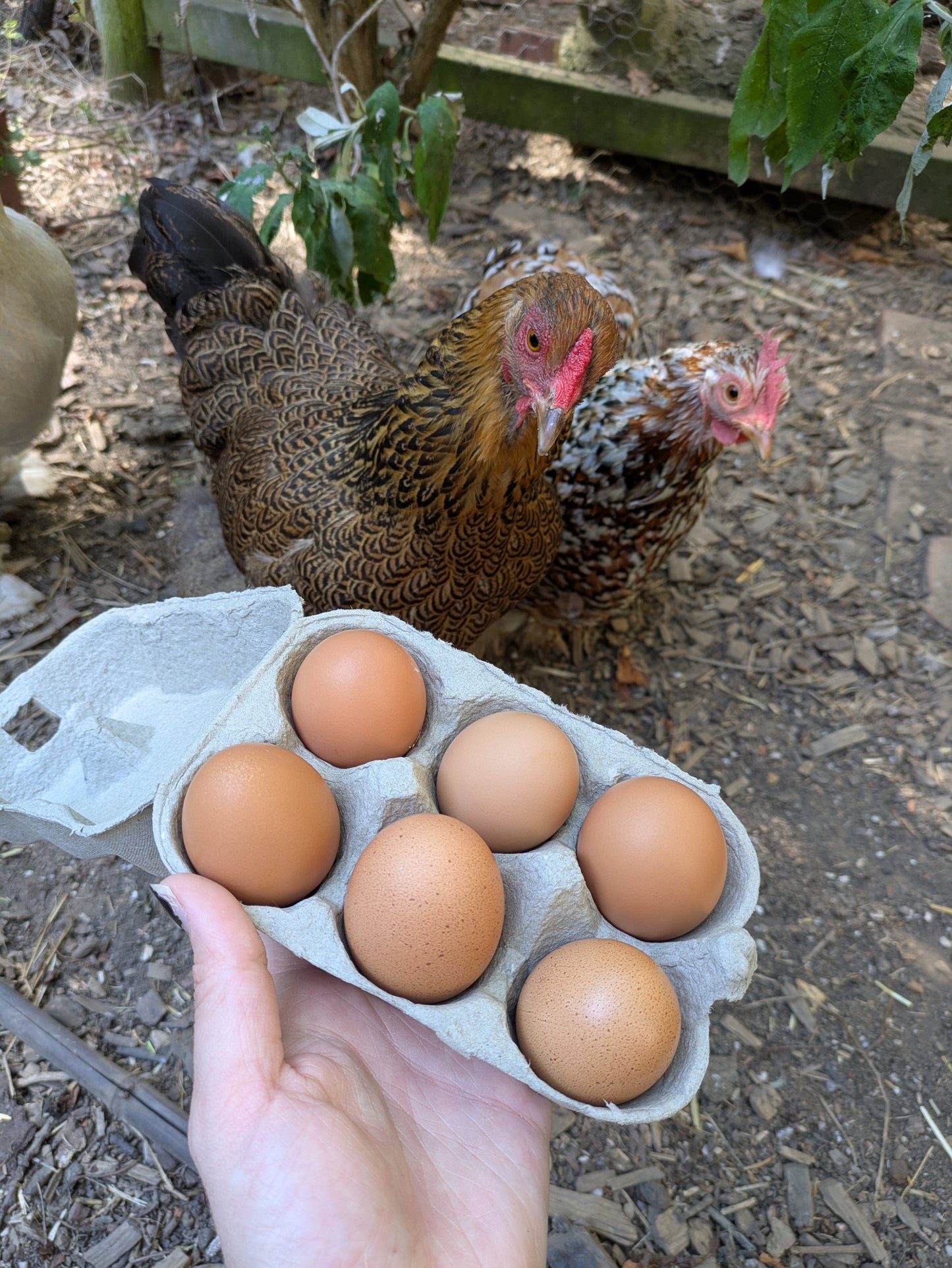 Chicken Eggs