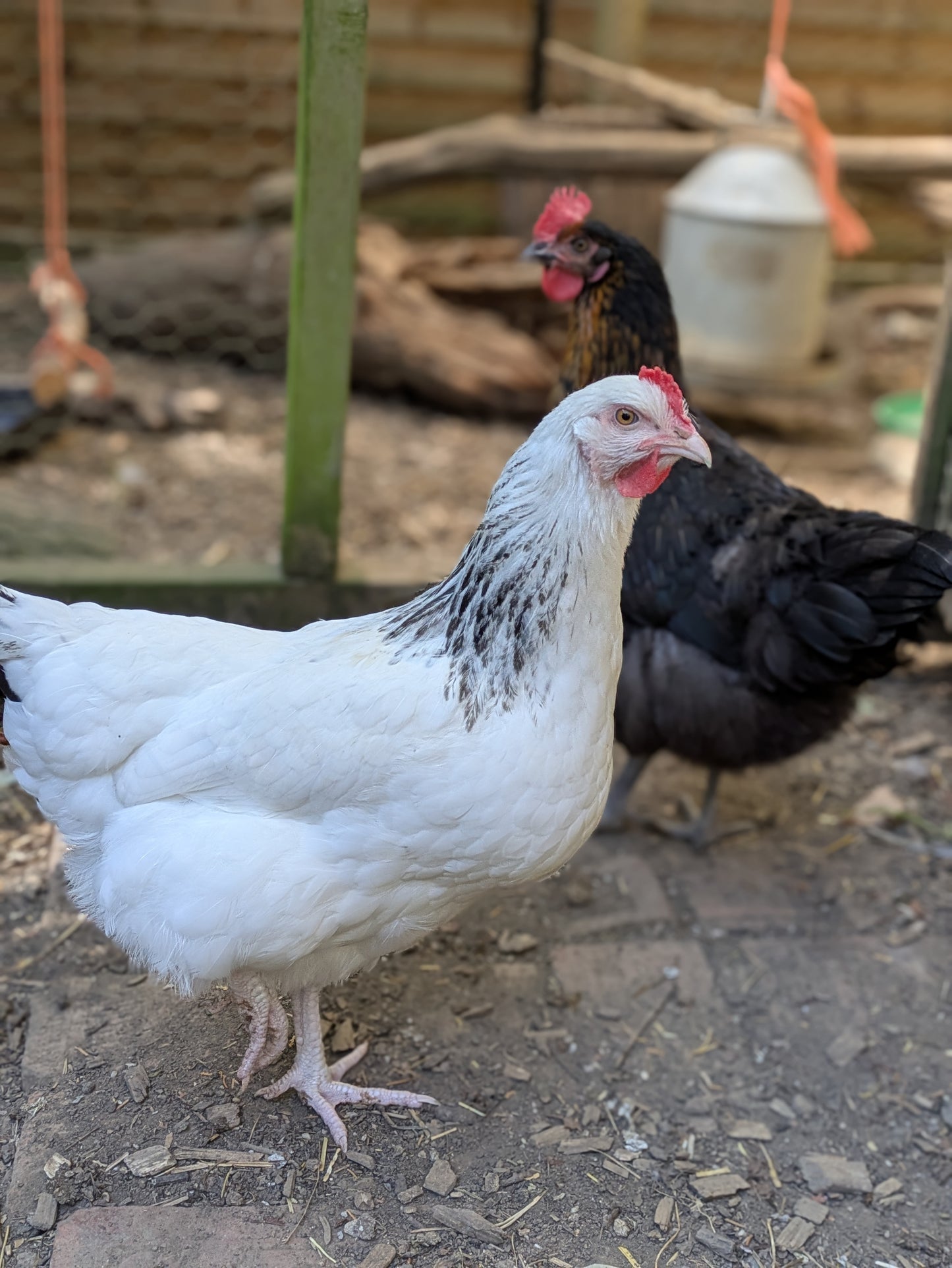 Chicken Eggs