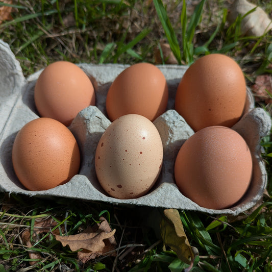 Chicken Eggs